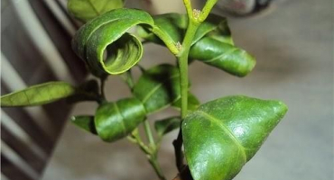 Proč se listy citronu mohou kroutit a co dělat